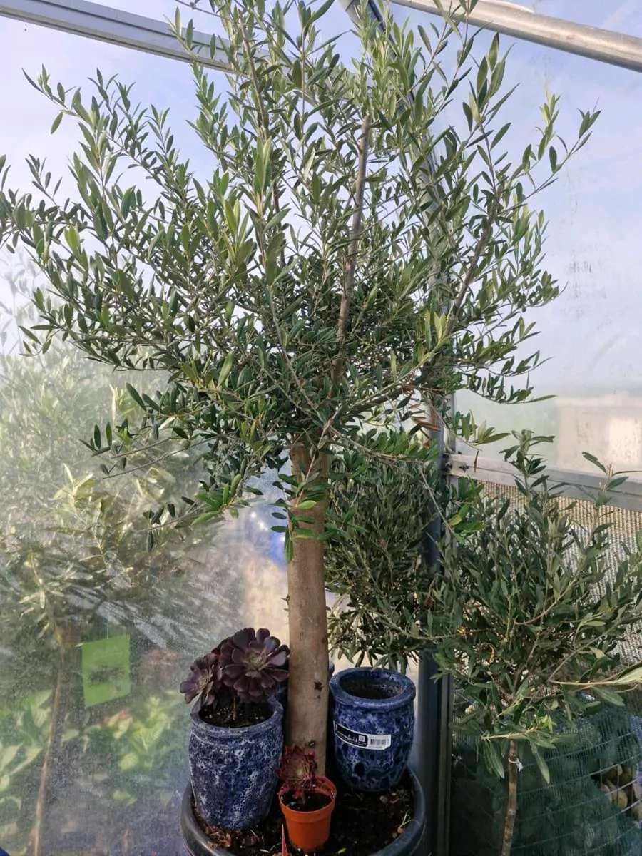 Olive tree - Image 1