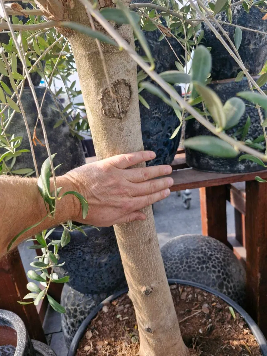 Olive tree - Image 2
