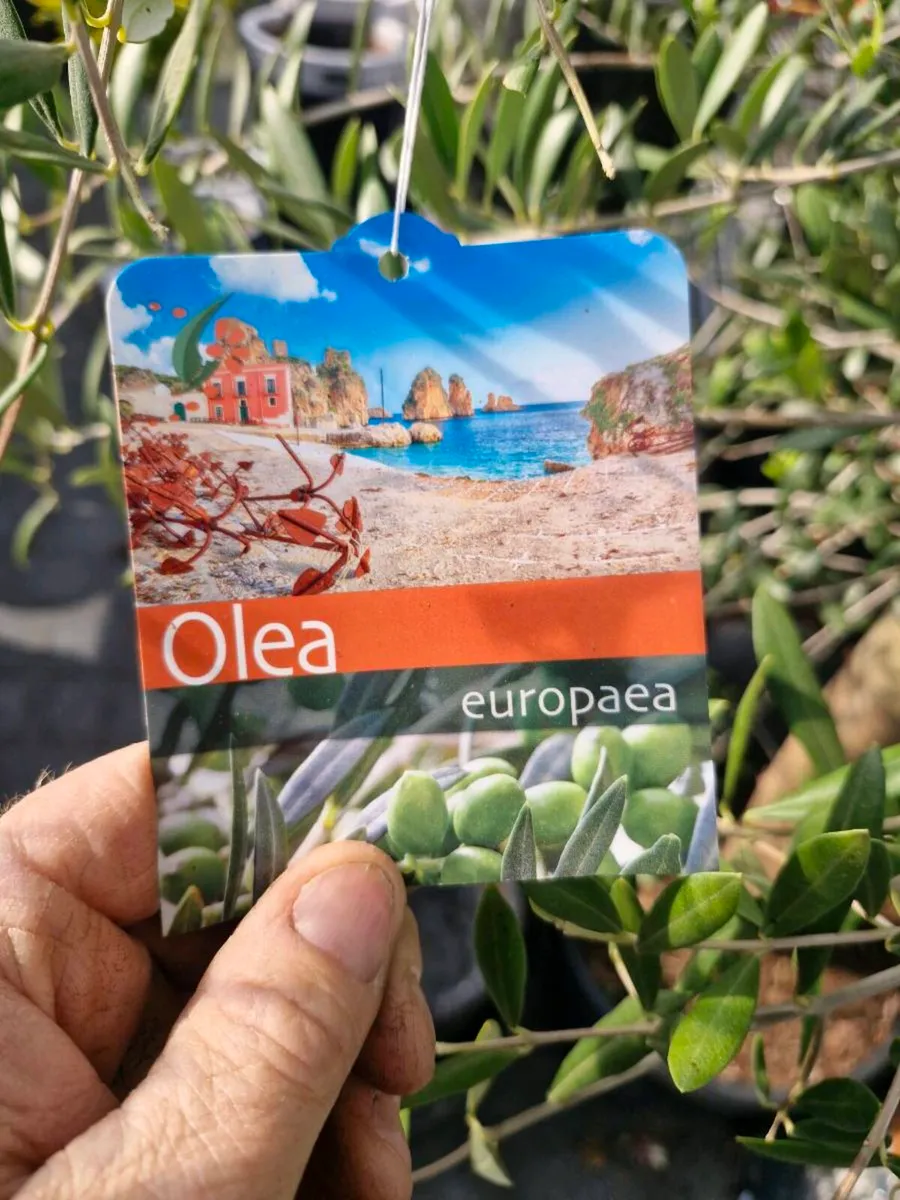 Olive tree - Image 3