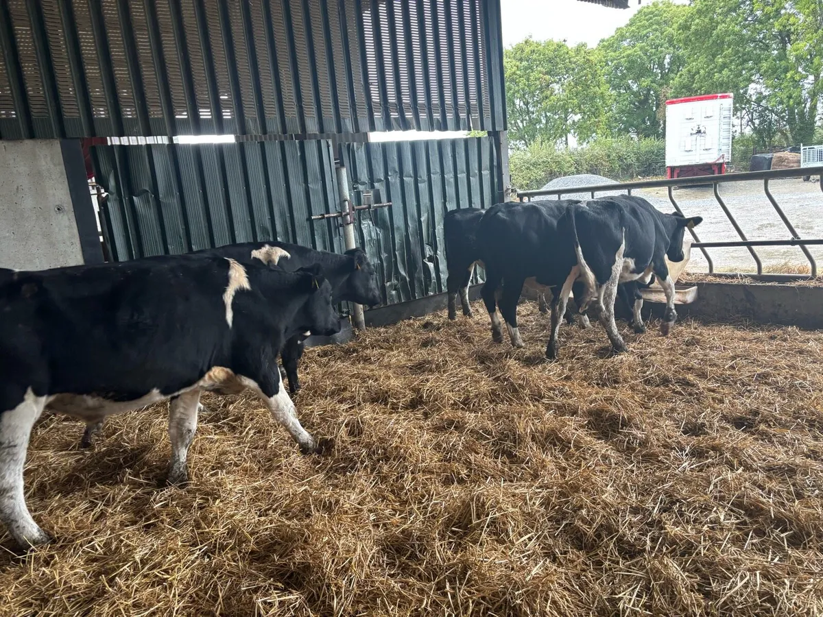 5 super 380 kg Frisian bullocks - Image 1