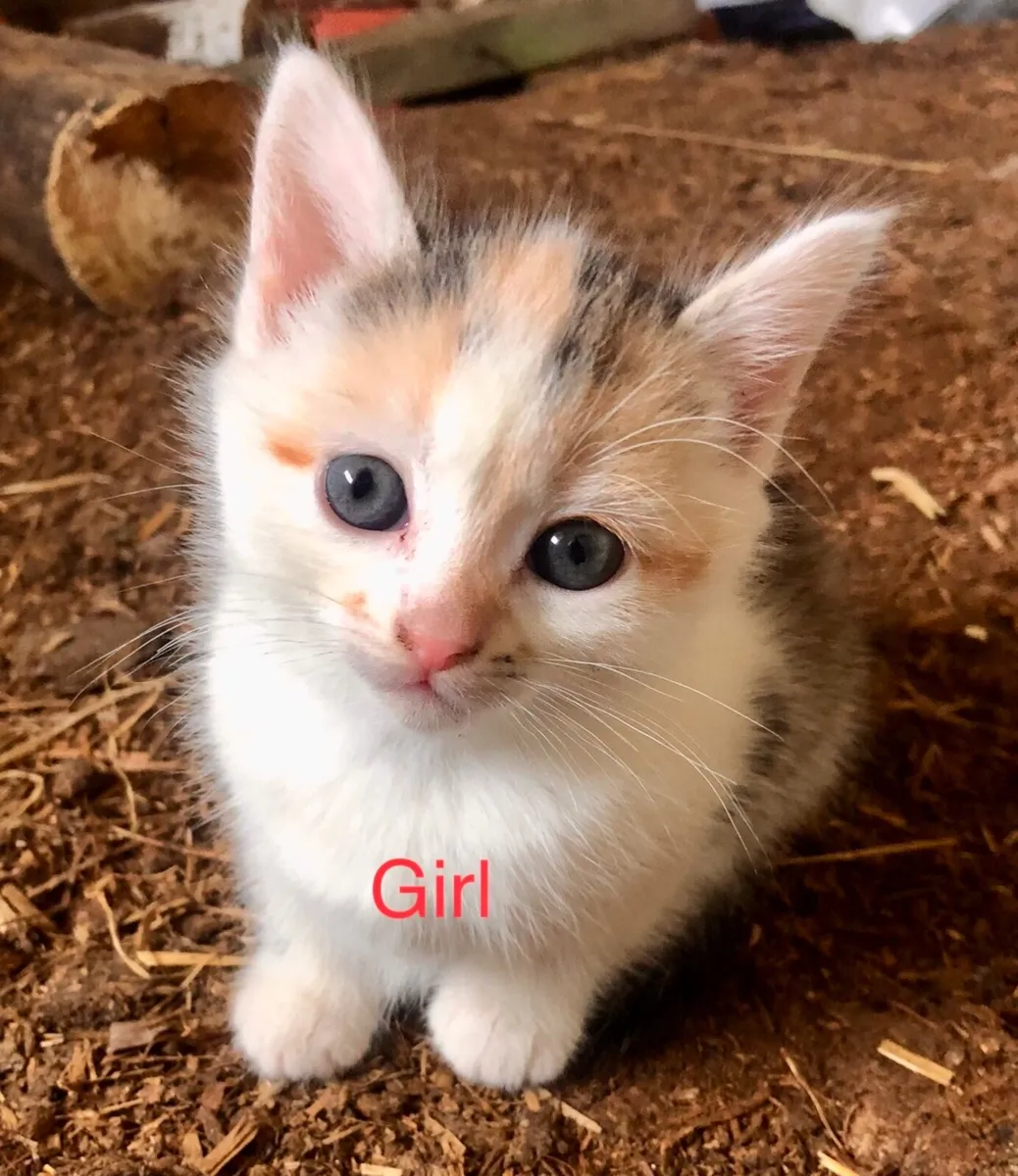 Kittens - Image 1