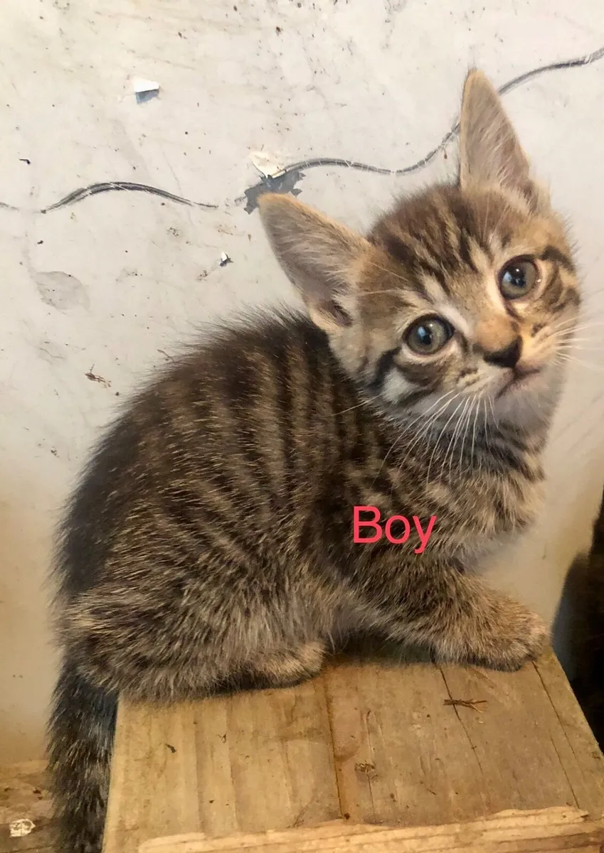Kittens - Image 4