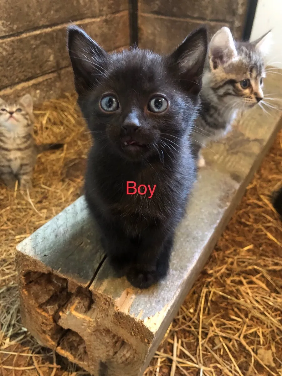 Kittens - Image 2
