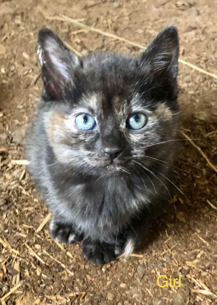 Kittens - Image 3