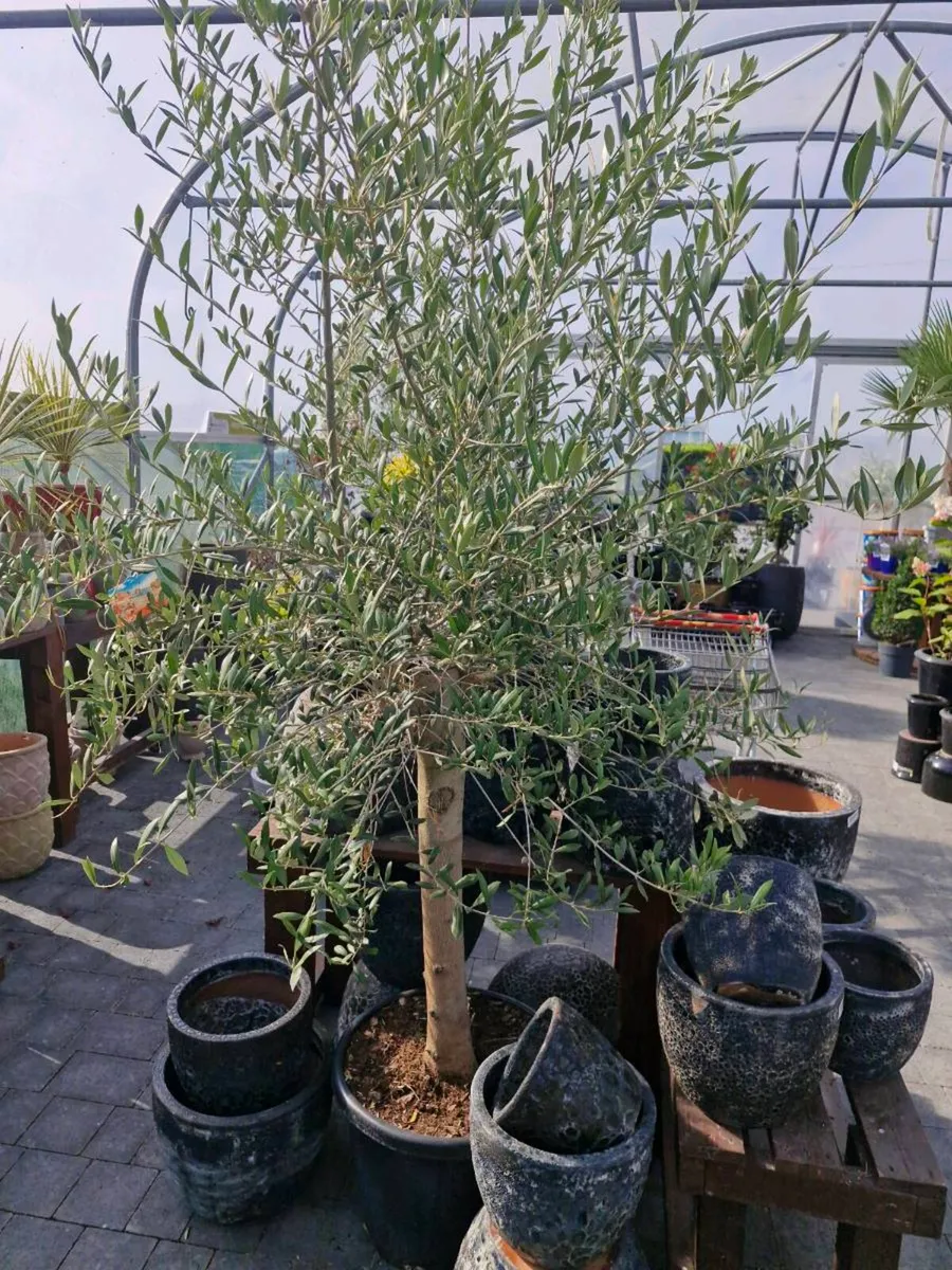 Olive tree - Image 4
