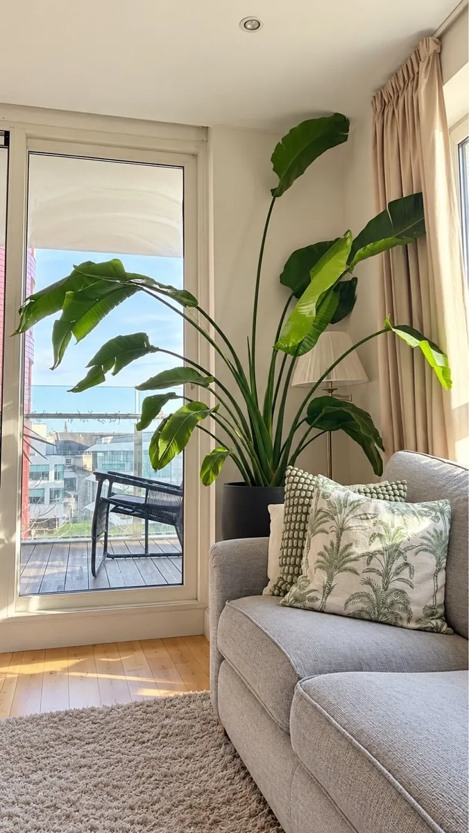 Birds of Paradise Plant