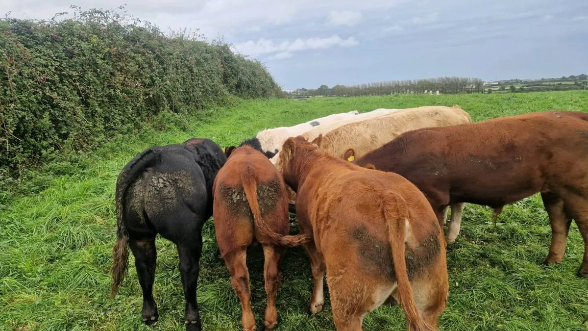 Bull weanlings - Image 2