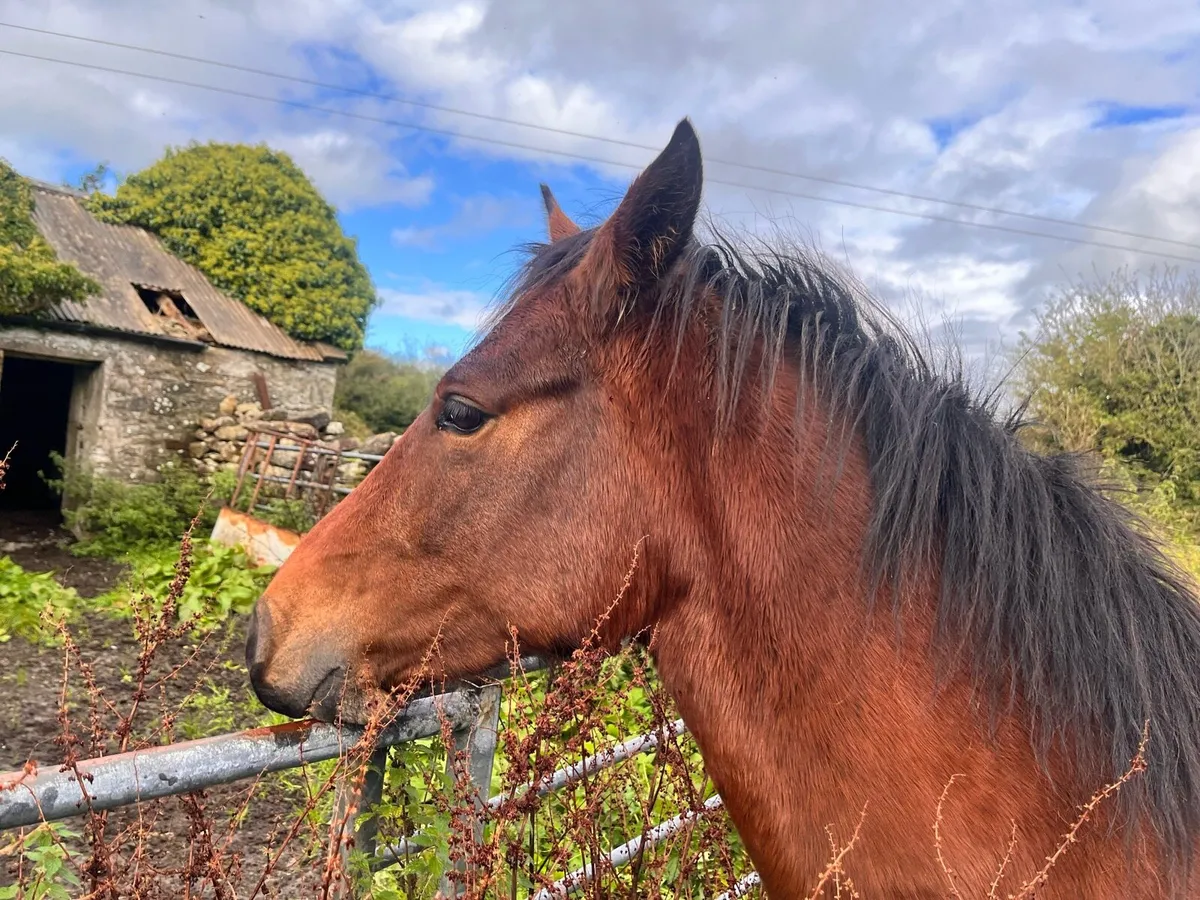 Filly 2 year old - Image 4