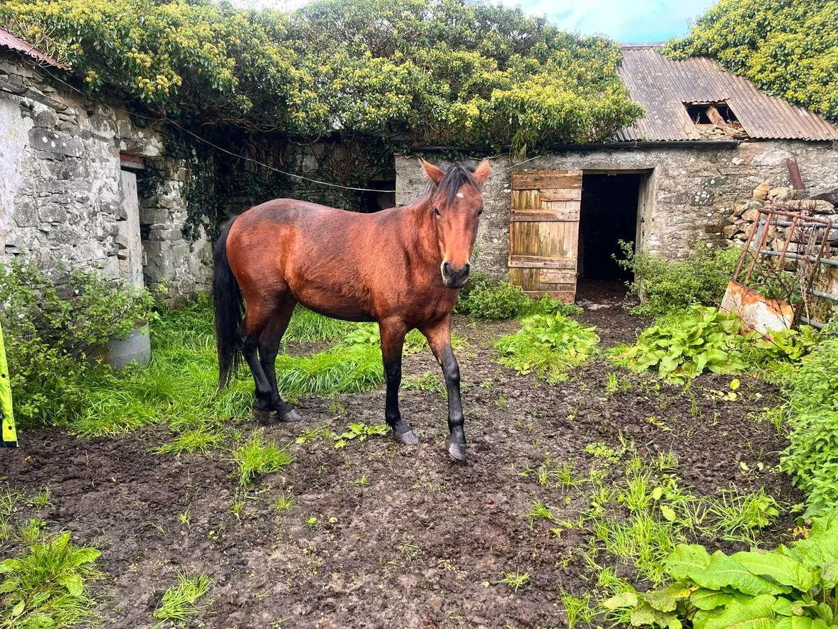 Filly 2 year old - Image 2