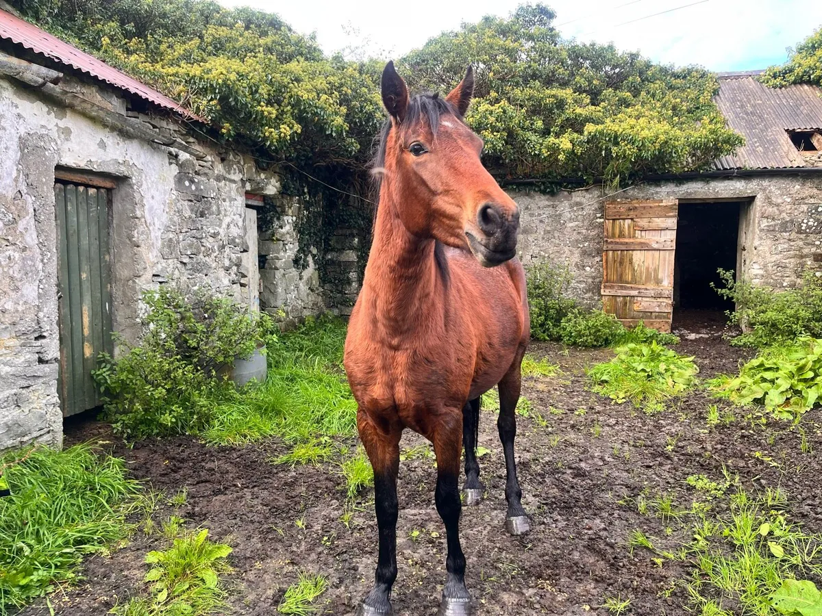Filly 2 year old - Image 3