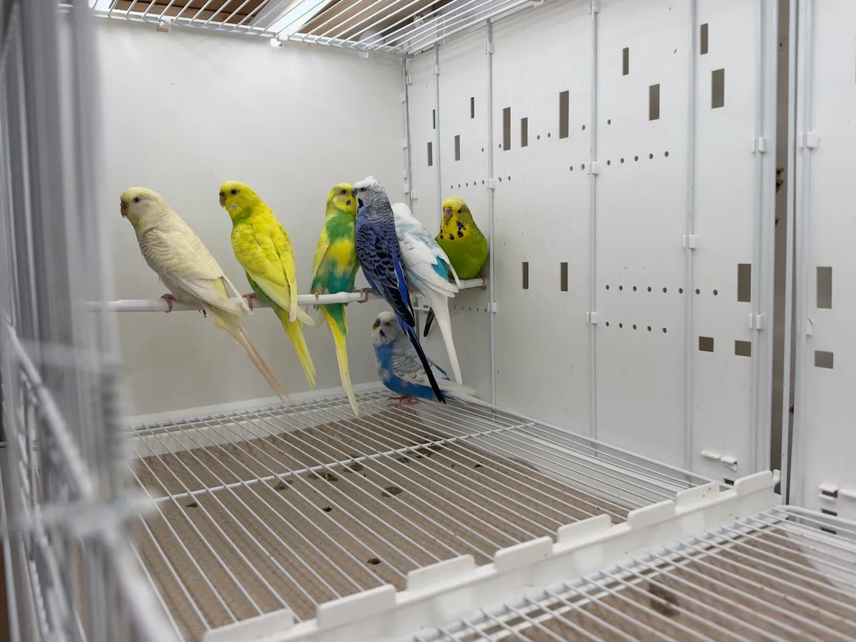 Budgies - Image 1