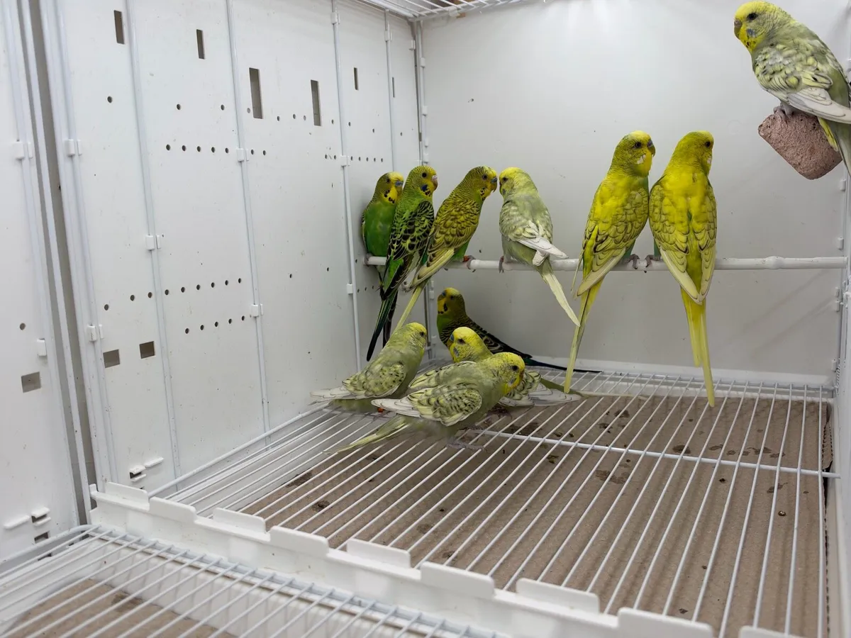 Budgies - Image 2