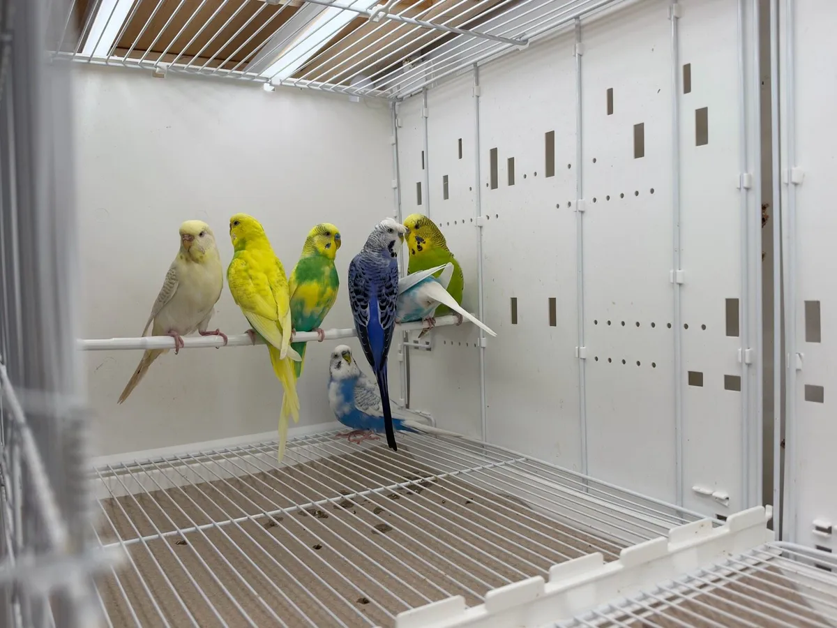 Budgies - Image 3