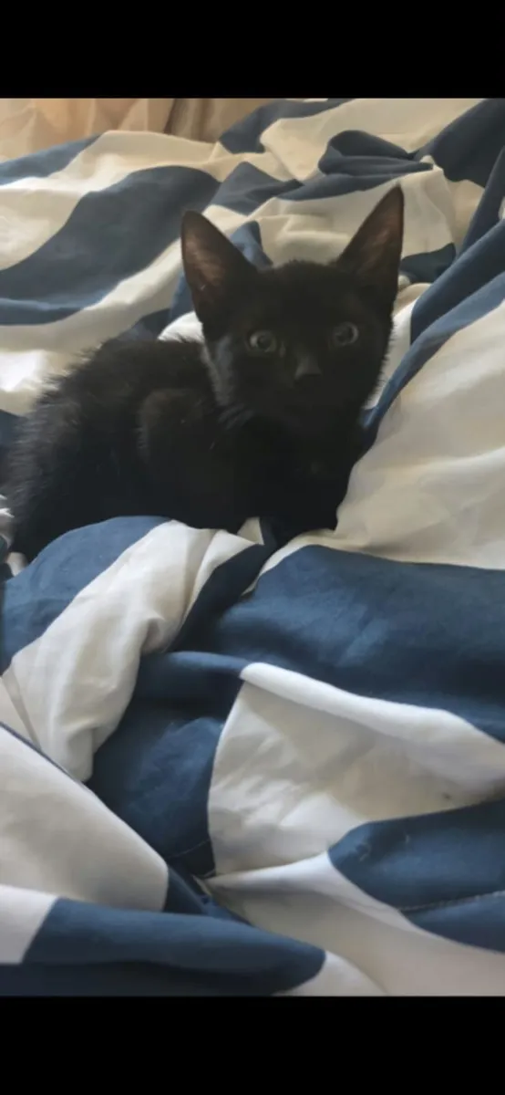 Kittens - Image 2