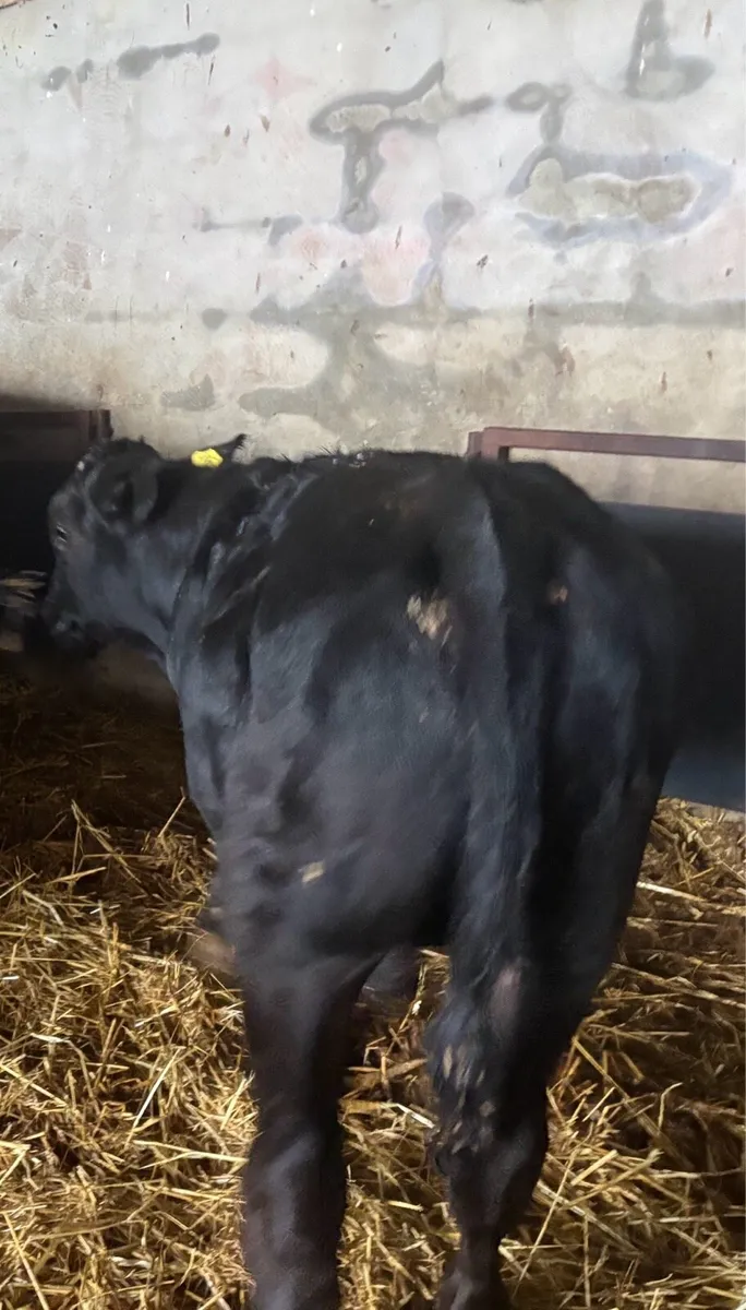Weanlings - Image 1