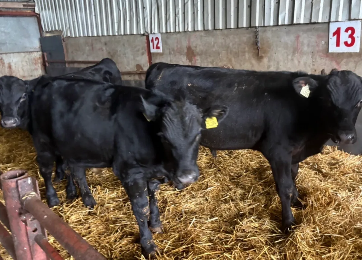 Weanlings - Image 2