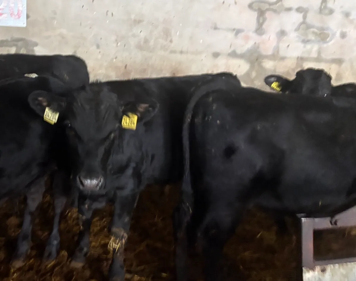 Weanlings - Image 3