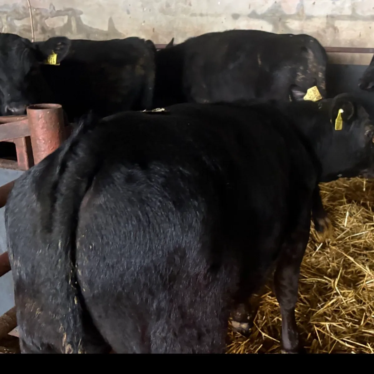 Weanlings - Image 4
