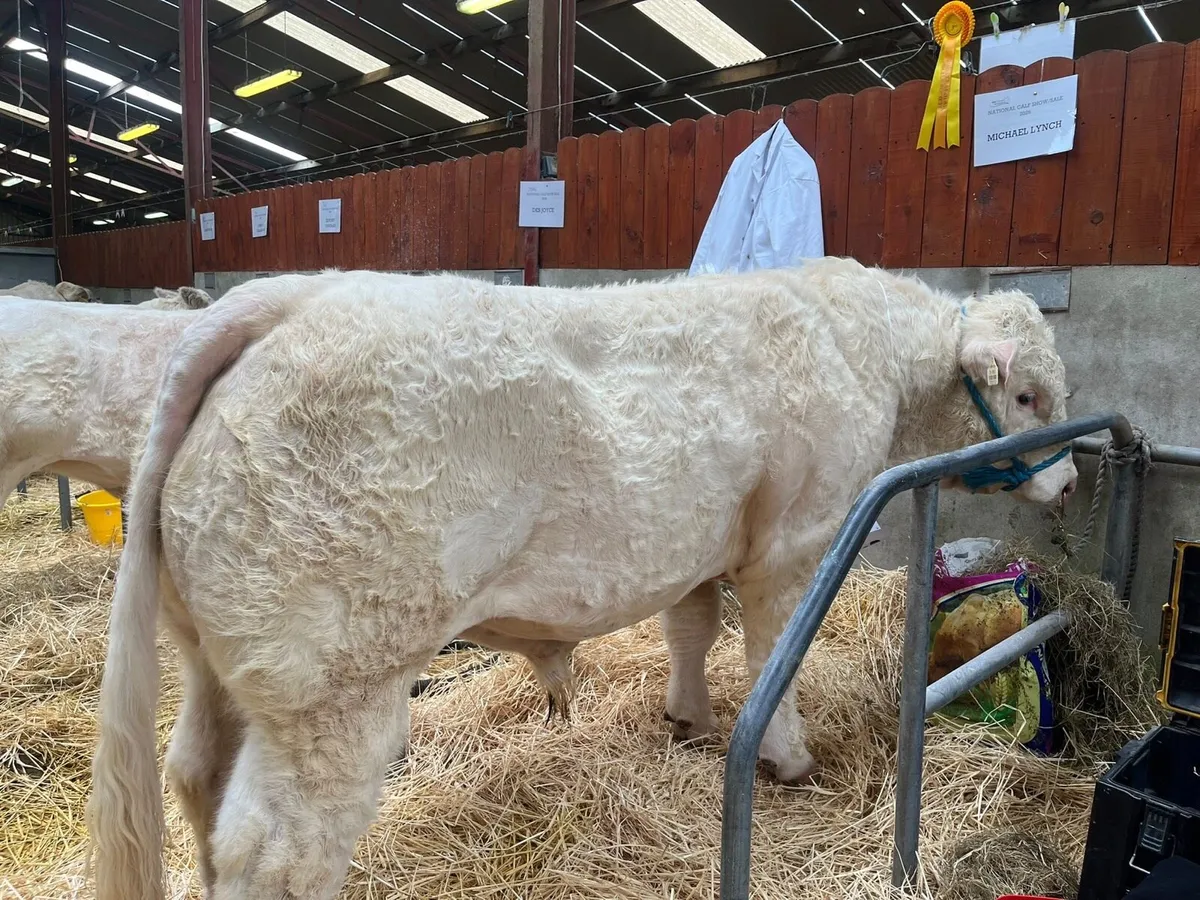 Charolais Bulls for Sale - Image 2