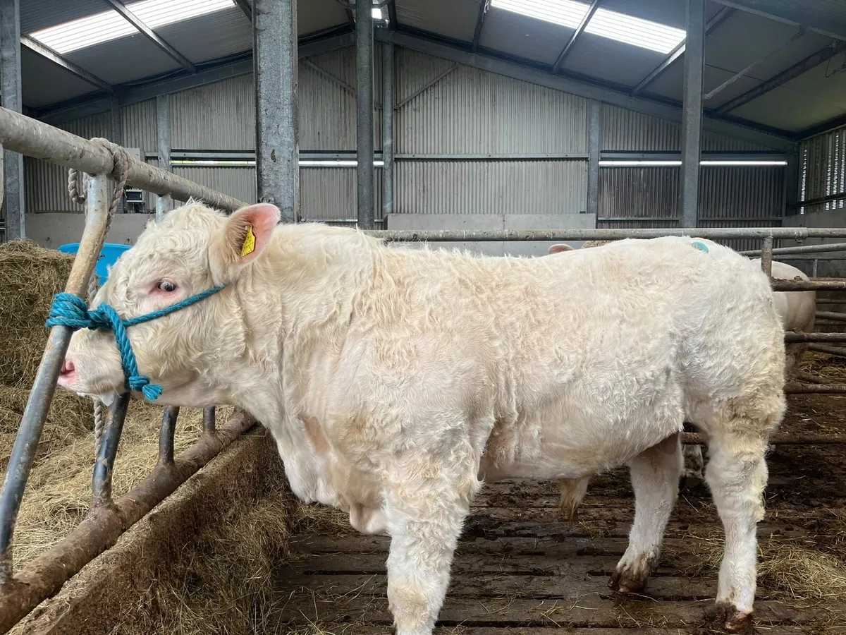 Charolais Bulls for Sale - Image 1