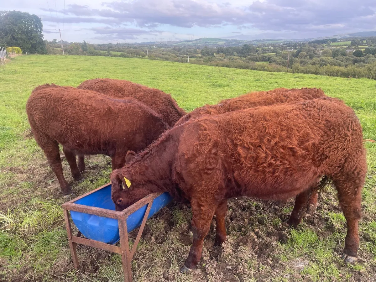 PBR SALER HEIFERS 5 STAR ⭐ - Image 4