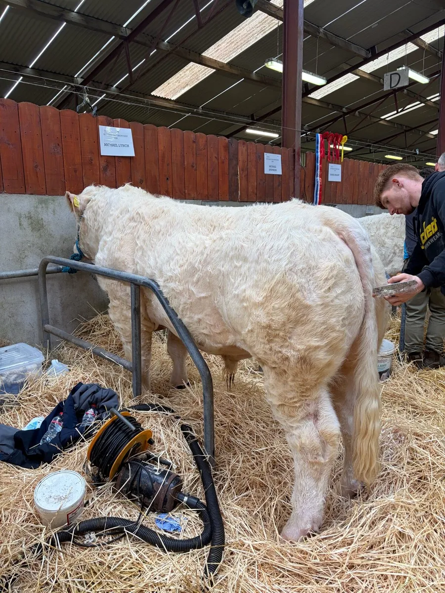 Charolais Bulls for Sale - Image 3