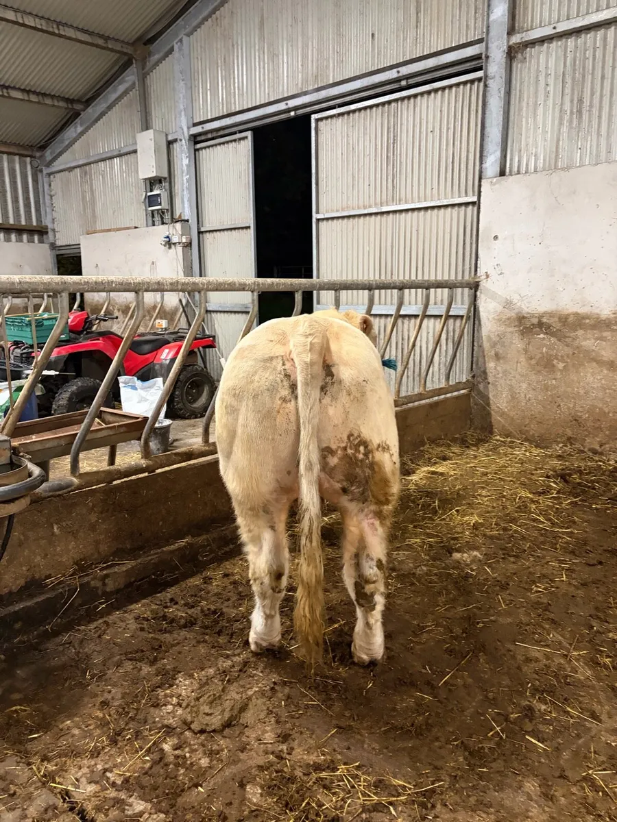 Charolais Bulls for Sale - Image 4