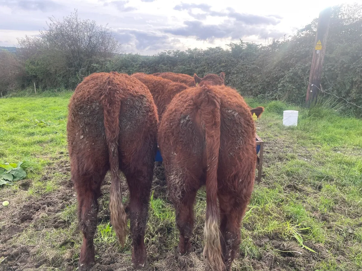 PBR SALER HEIFERS 5 STAR ⭐ - Image 3