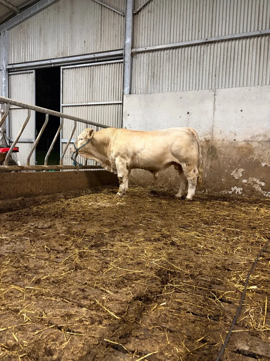 Charolais Bull for Sale - Image 1