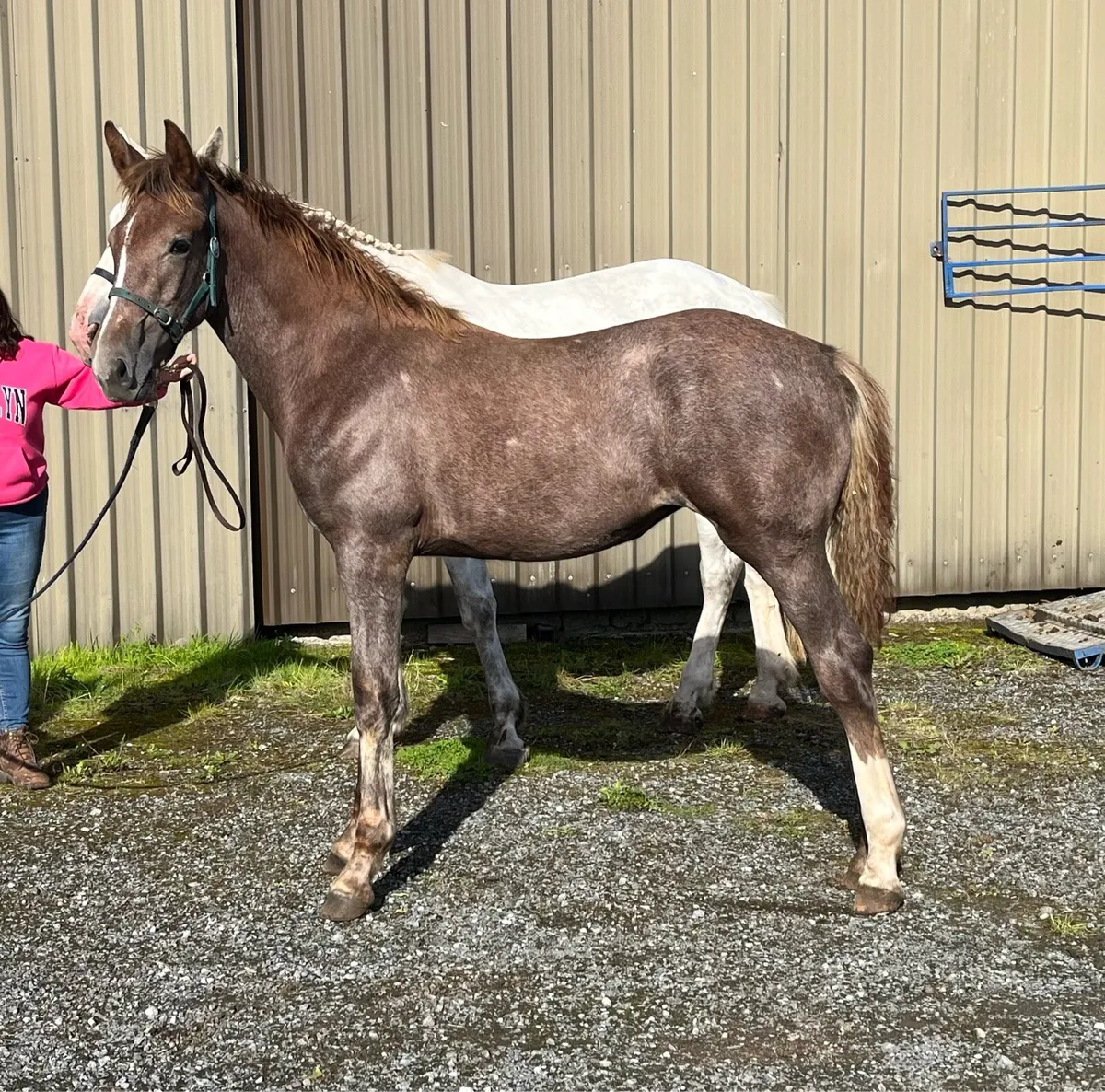 Irish Draught Foals - Image 3