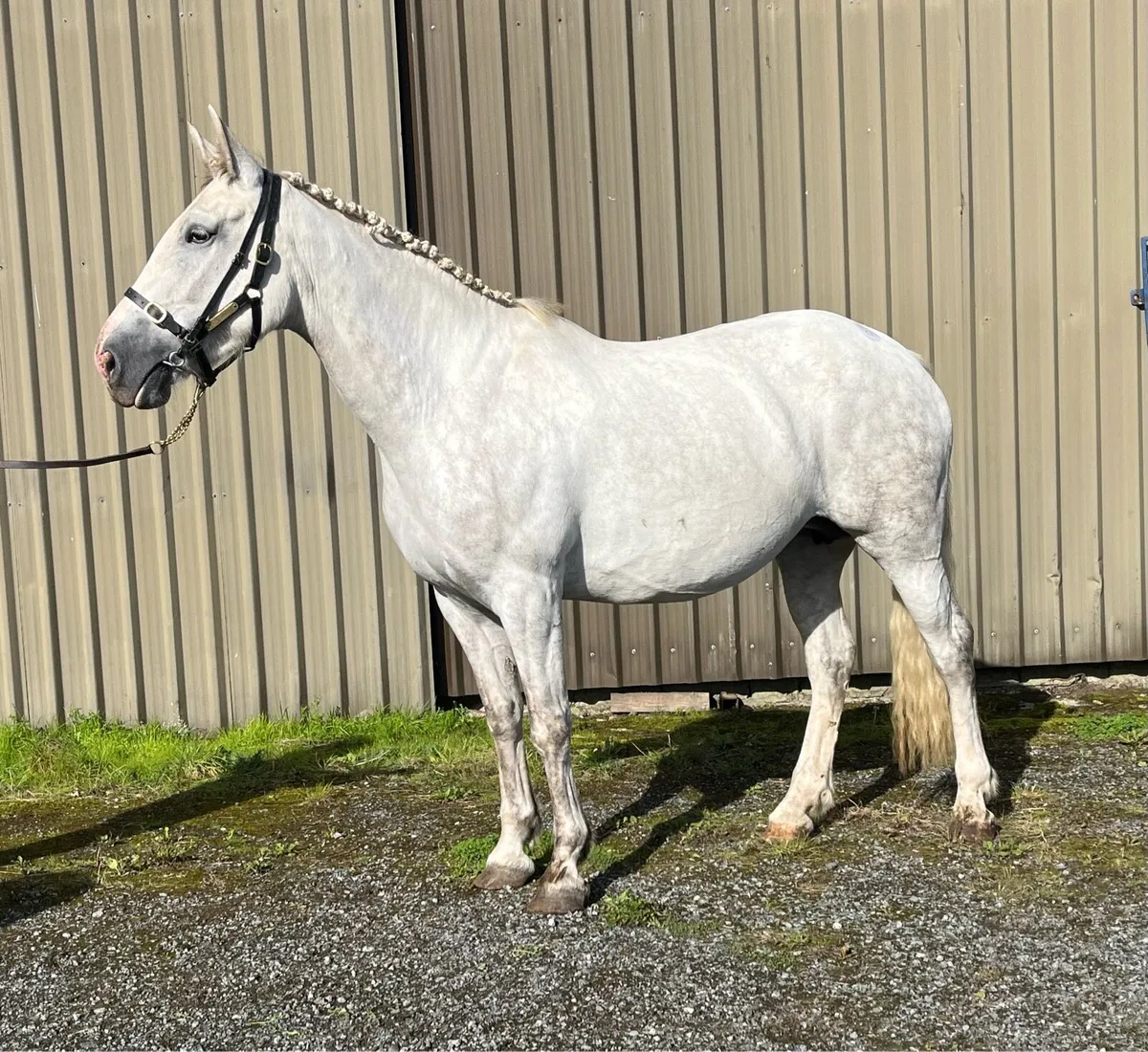 Irish Draught Foals - Image 4