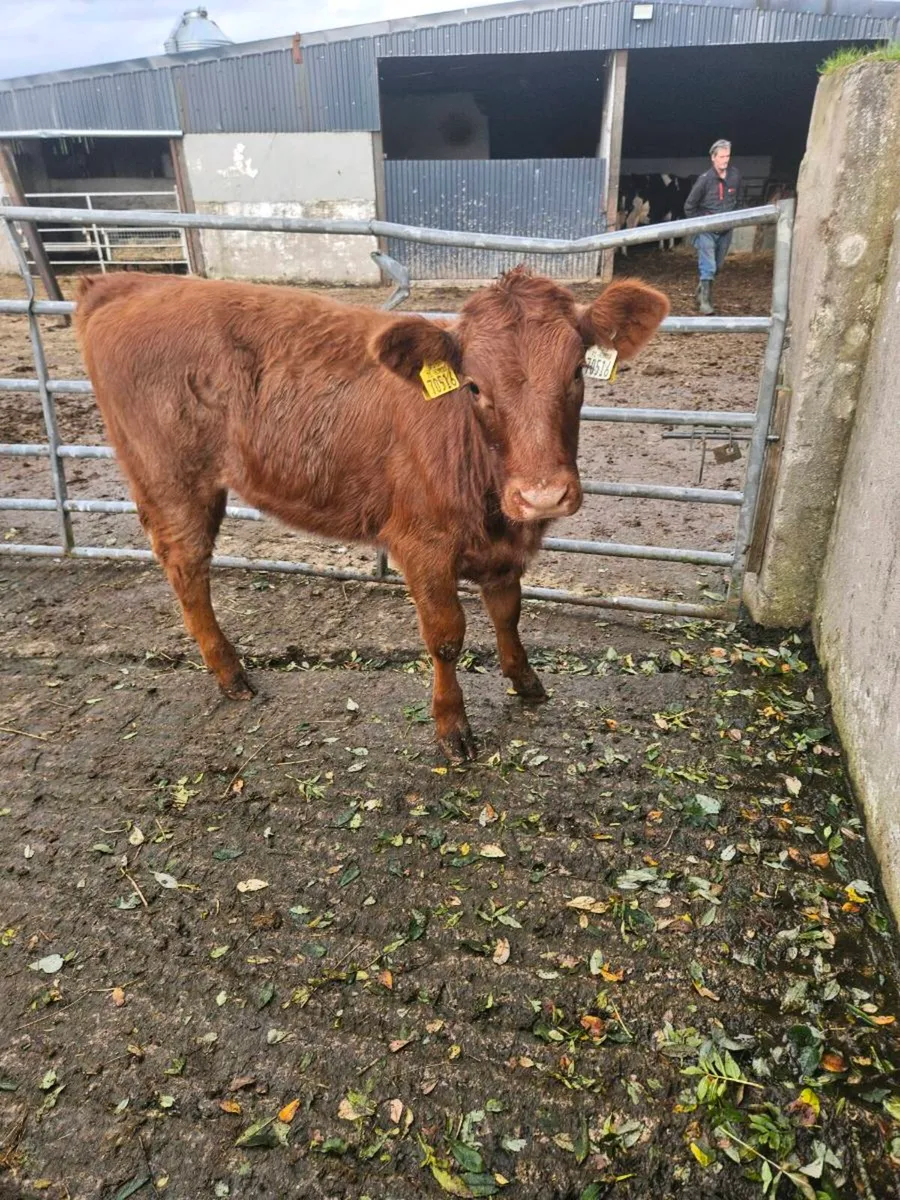 Roan heifer - Image 1