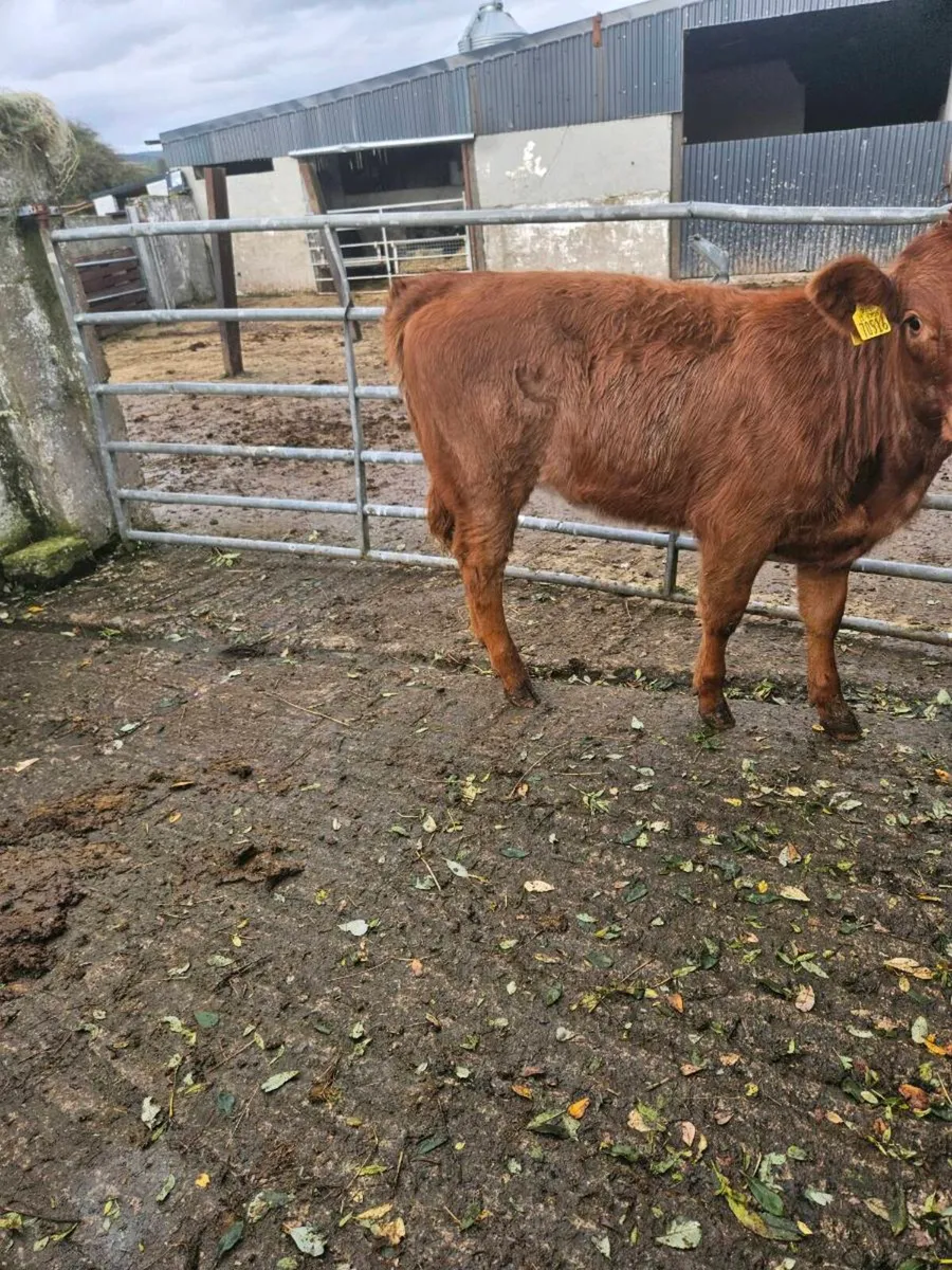 Roan heifer - Image 2