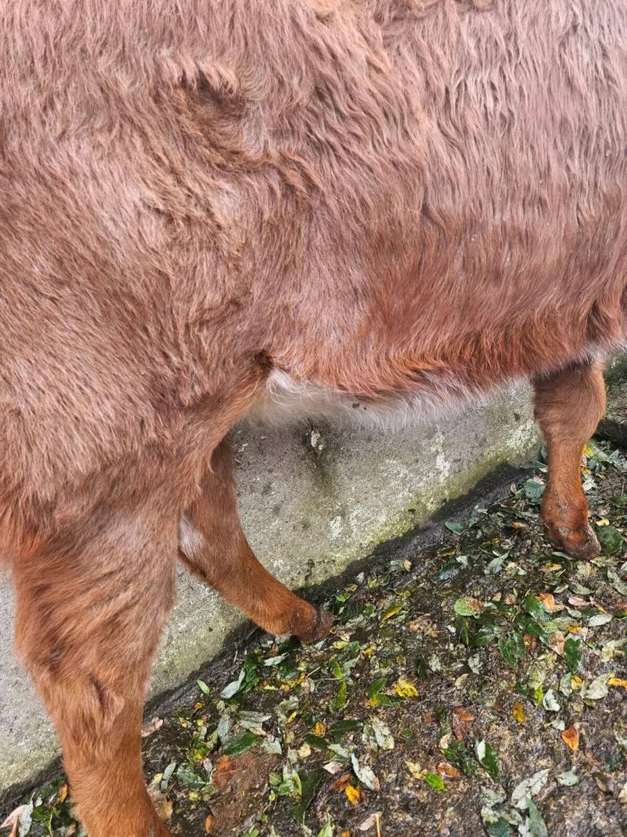 Roan heifer - Image 3