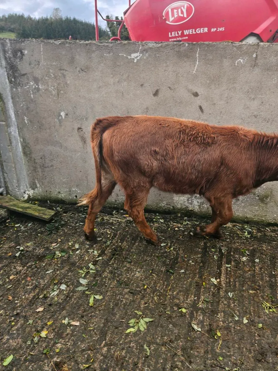 Roan heifer - Image 4