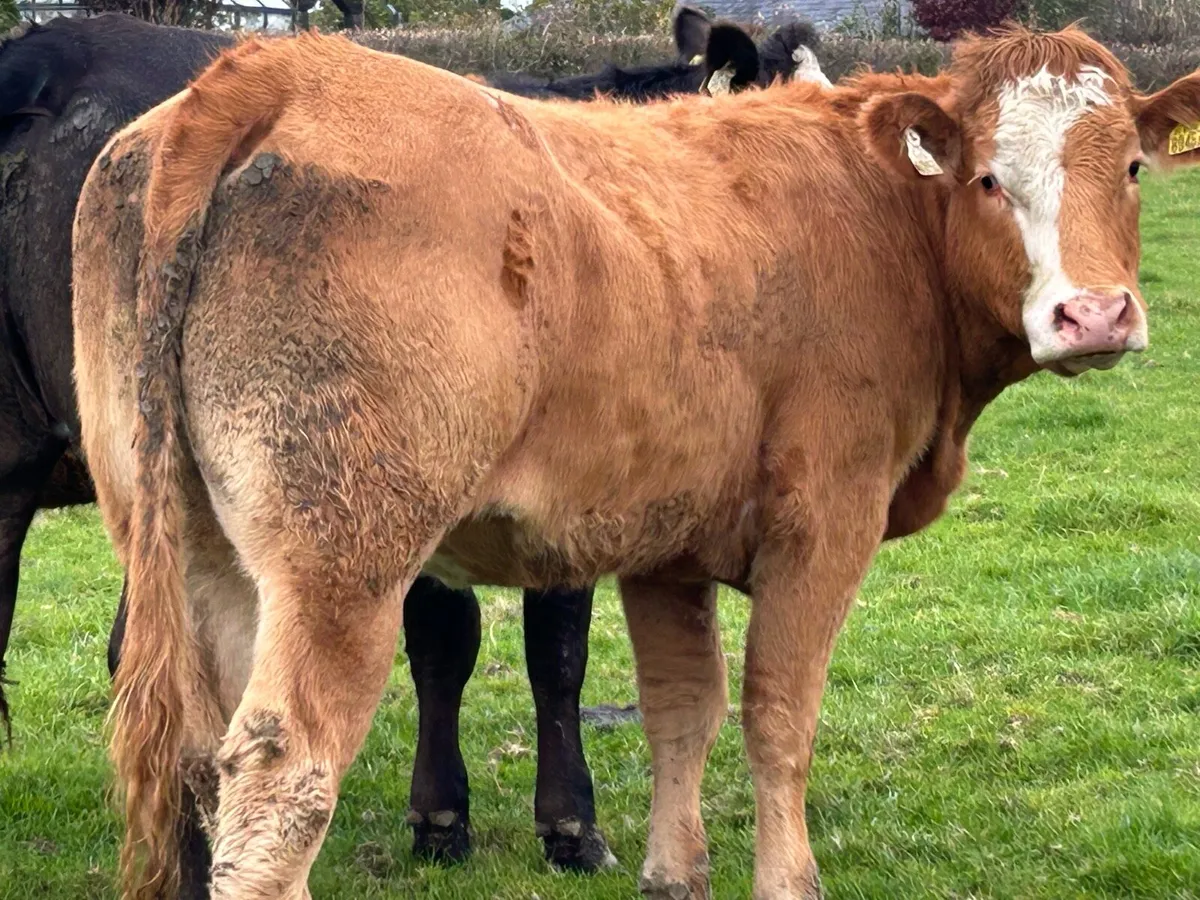 BREEDING HEIFERS - Image 2