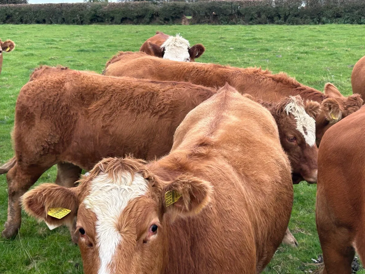 BREEDING HEIFERS - Image 3