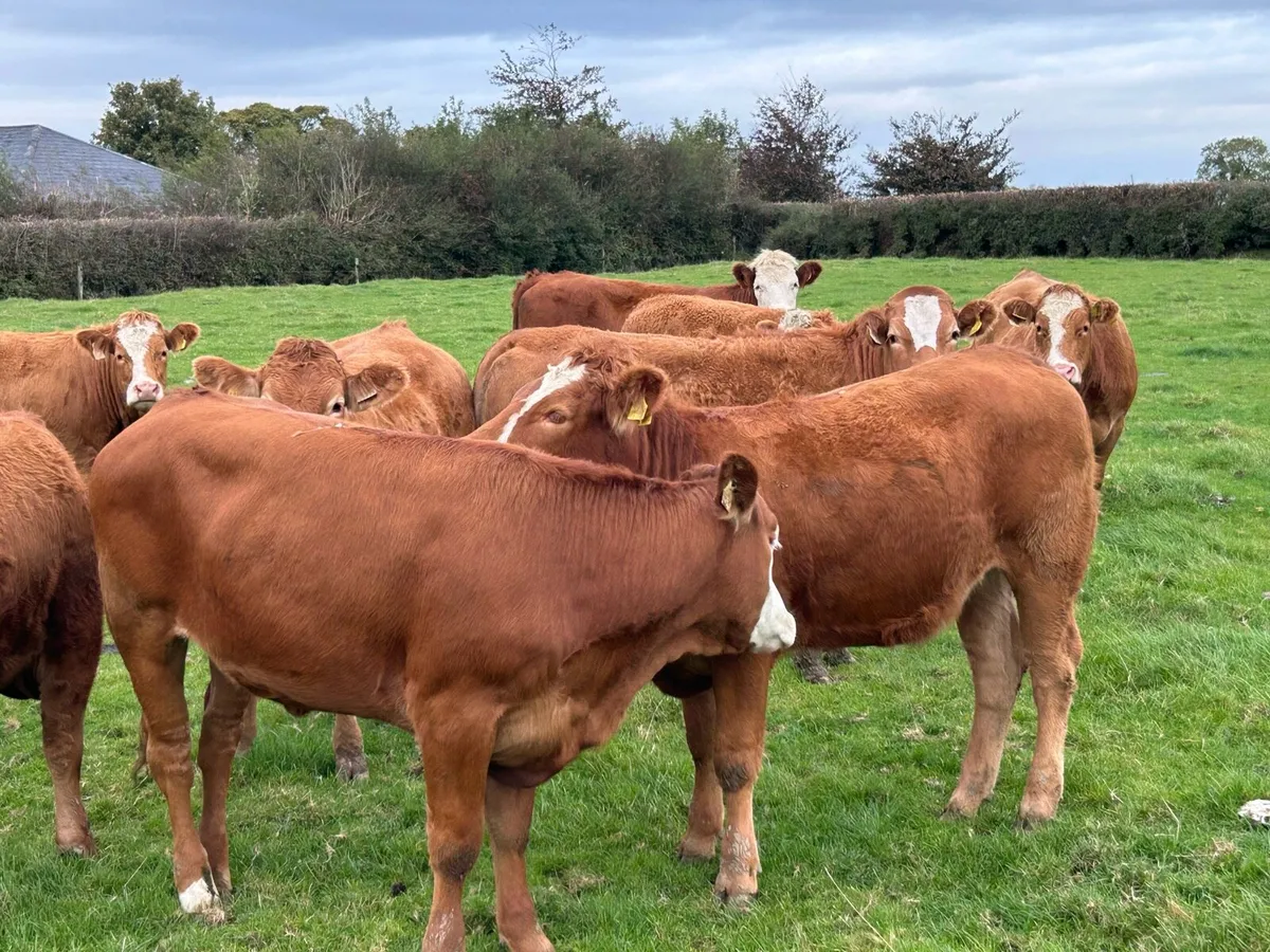 BREEDING HEIFERS - Image 4