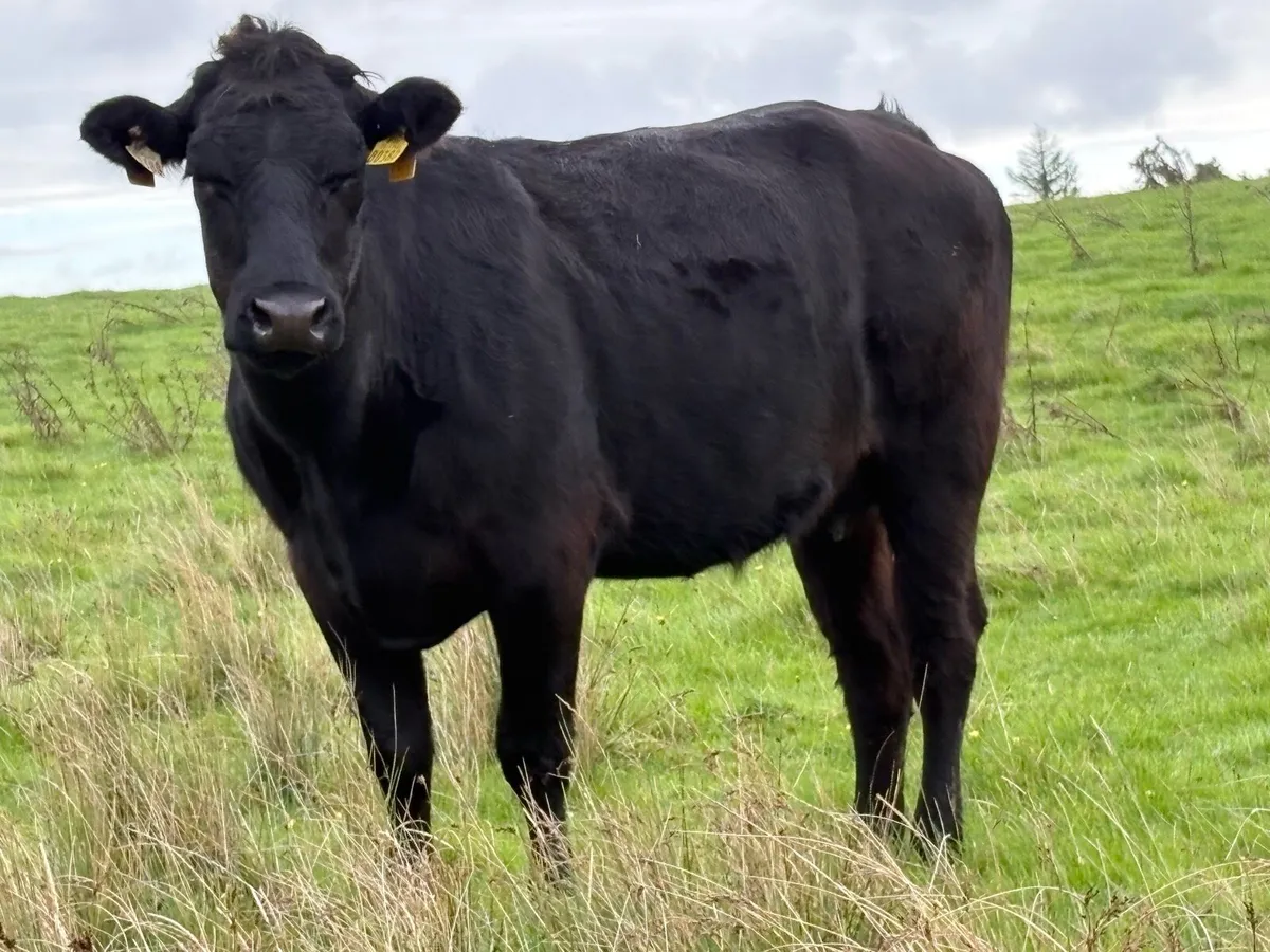 6 black limousine incalf second calvers - Image 1