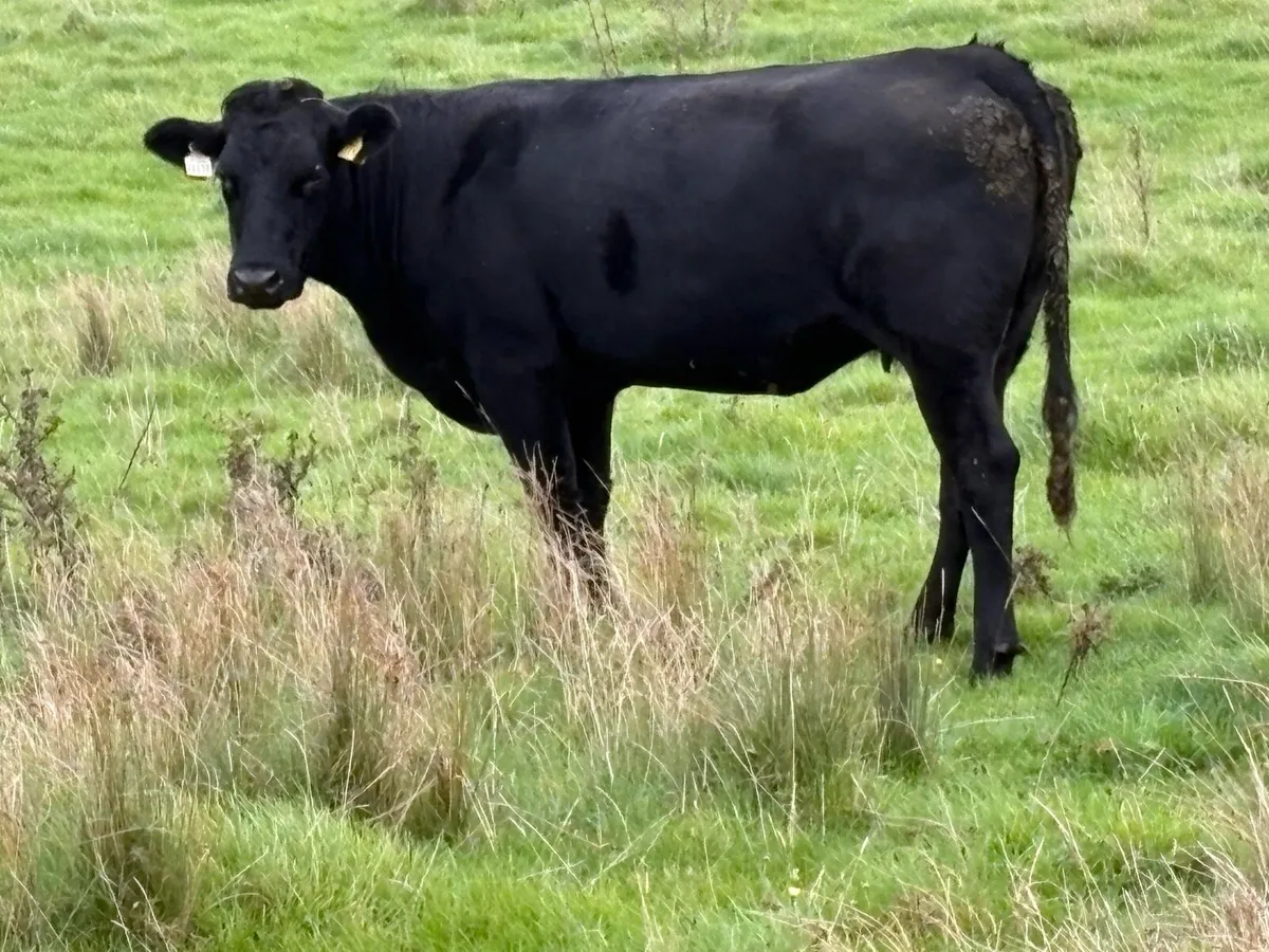 6 black limousine incalf second calvers - Image 3