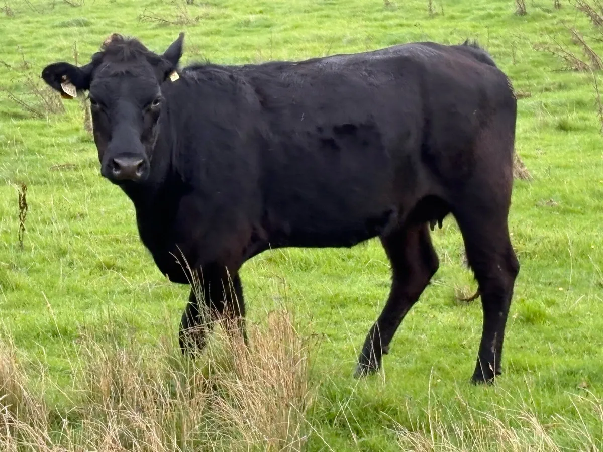 6 black limousine incalf second calvers - Image 4