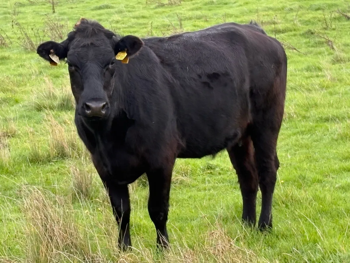 6 black limousine incalf second calvers - Image 2