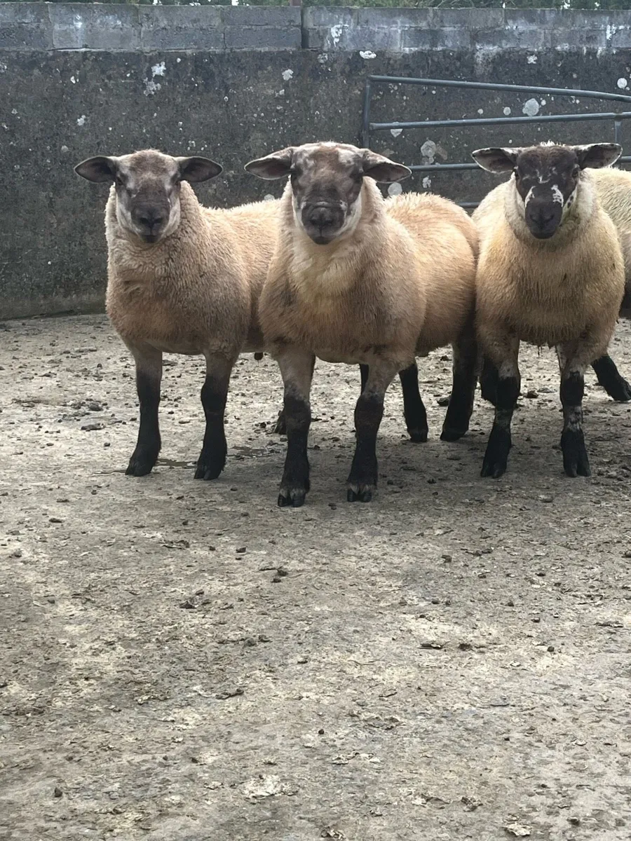 Suftex ram lambs - Image 1