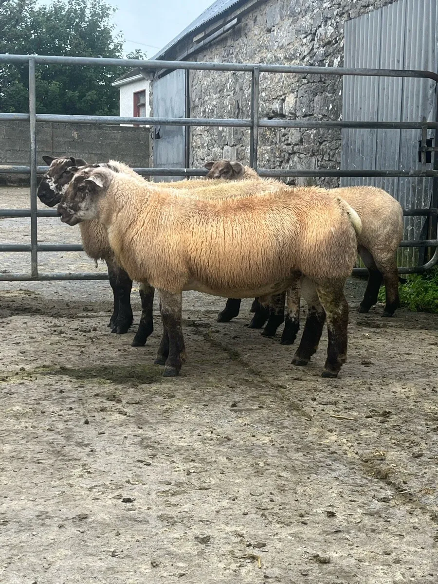 Suftex ram lambs - Image 2