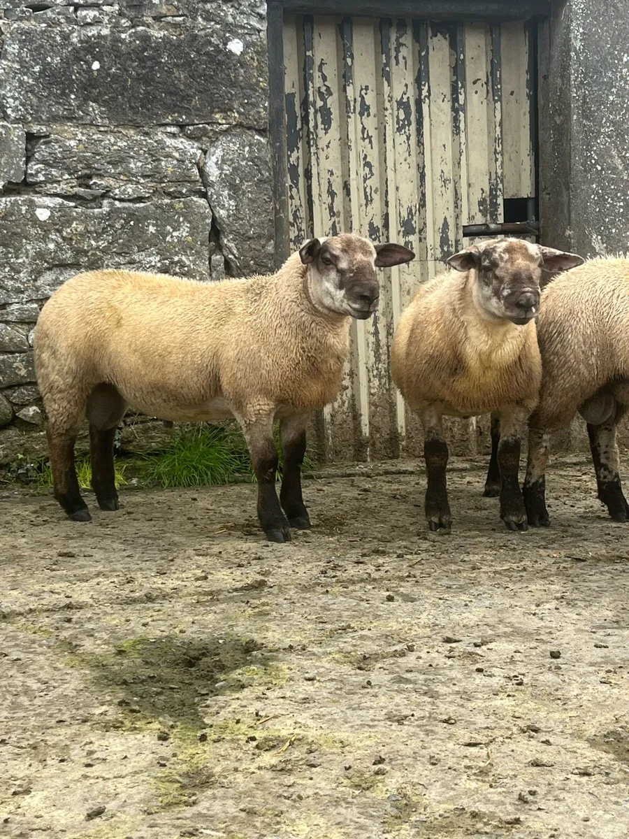 Suftex ram lambs - Image 3