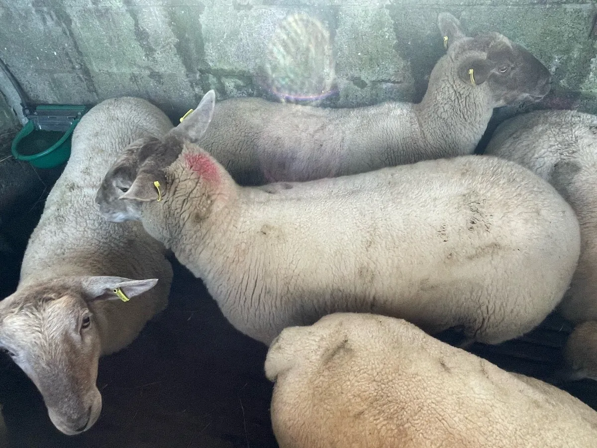 Sheep - Image 1