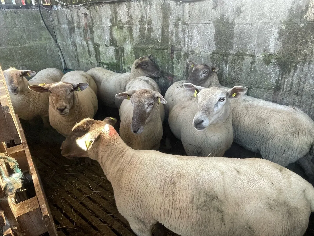 Sheep - Image 2