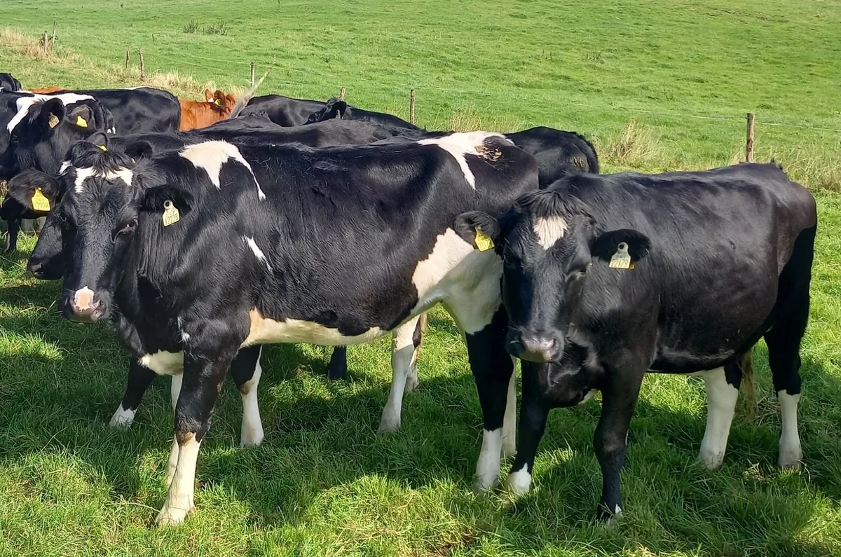 25 Pedigree Registered Heifers Scanned in Calf - Image 2