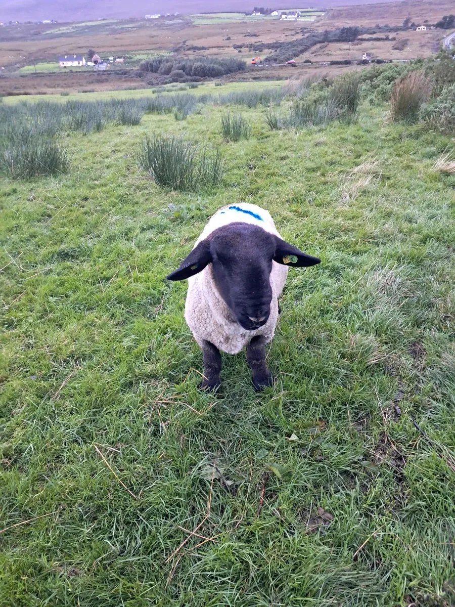Suffolk ram for sale - Image 2