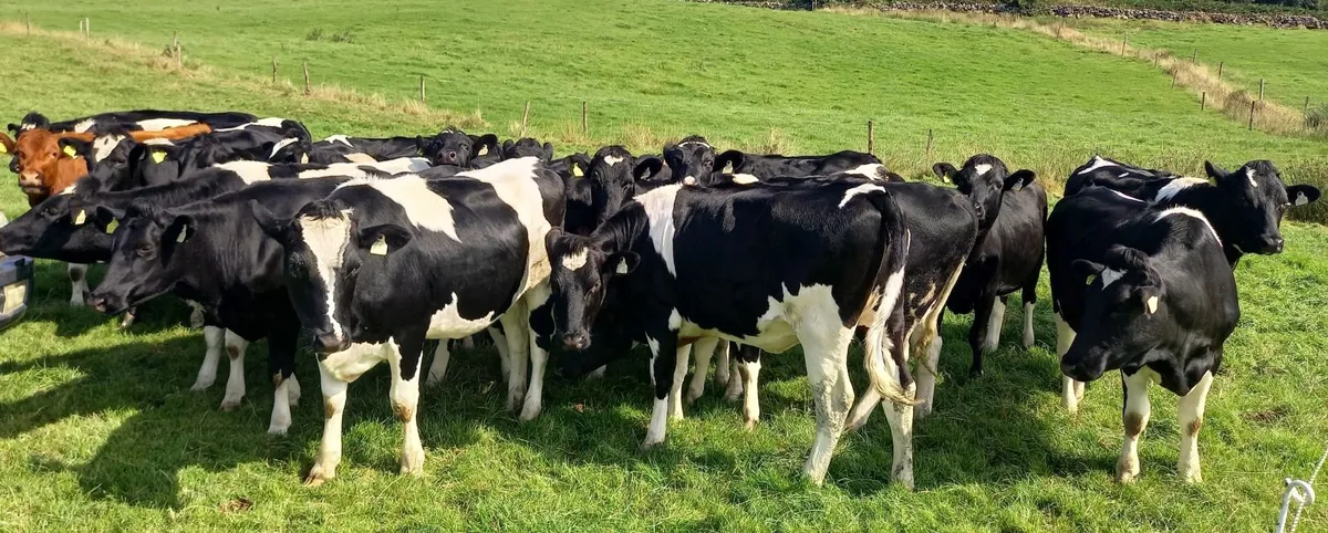 25 Pedigree Registered Heifers Scanned in Calf - Image 1